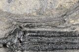 Devonian Crinoid Plate With Partial Drotops - Issoumour, Morocco #215214-5
